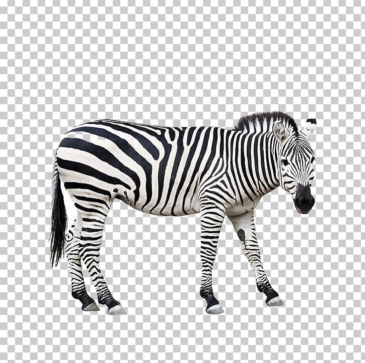 Zebra Stock Photography PNG, Clipart, Animal, Animals, Black, Black And White, Donald Duck Free PNG Download