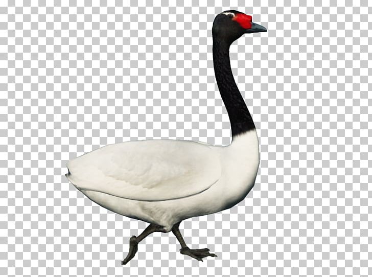 Cygnini Goose Duck Fauna Neck PNG, Clipart, Animals, Beak, Bird, Cygnini, Duck Free PNG Download