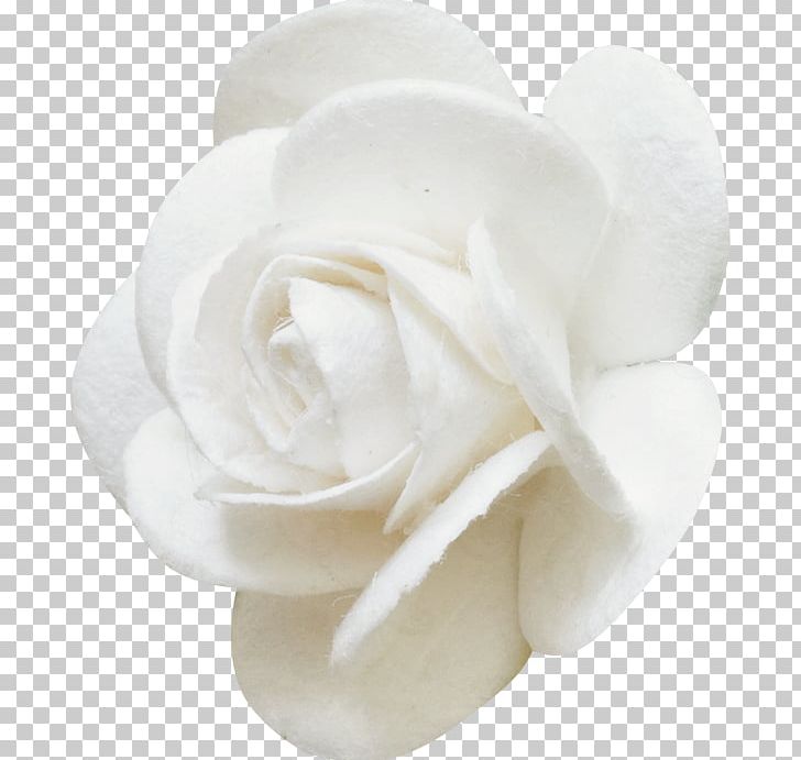 Garden Roses Cut Flowers Rosa Brunonii White PNG, Clipart, Bud, Cut Flowers, Flower, Flowering Plant, Flowers Free PNG Download