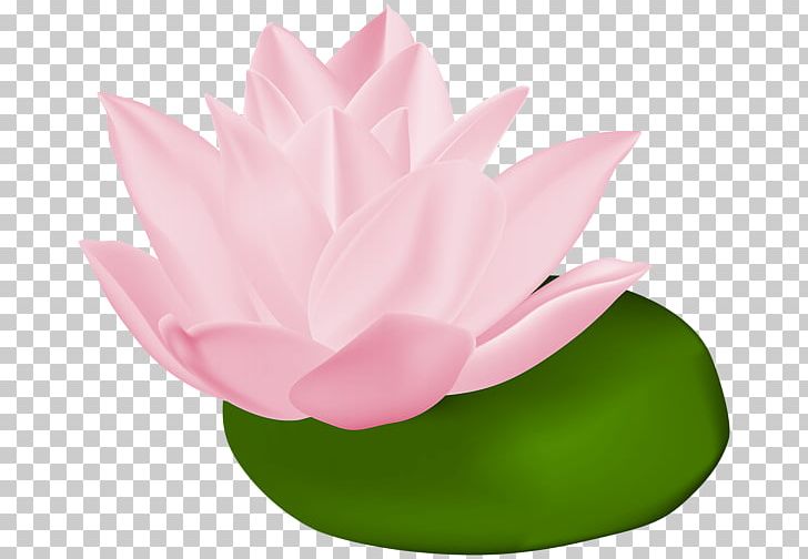 Nymphaea Alba Nelumbo Nucifera Nymphaea Lotus Arum-lily PNG, Clipart, Aquatic Plant, Arumlily, Calla Lily, Flower, Flowering Plant Free PNG Download