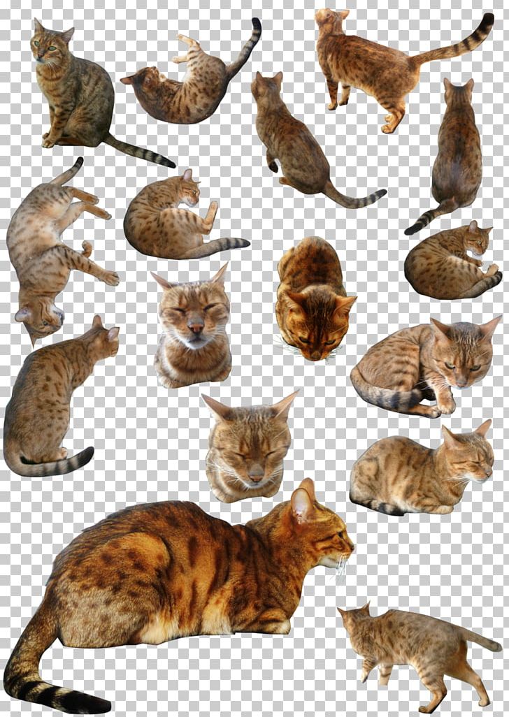 Ocicat Bengal Cat Wildcat Stock Photography PNG, Clipart, Bengal Cat, Carnivoran, Cat, Cat Like Mammal, Depositphotos Free PNG Download