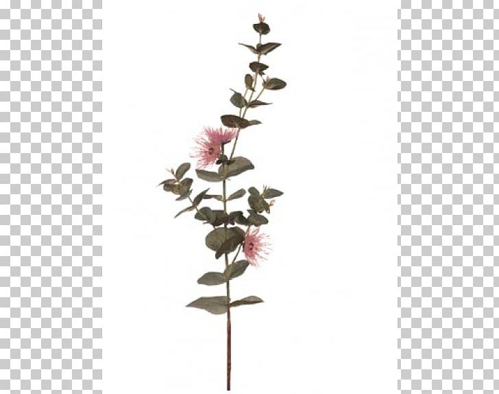 Twig Plant Stem Flowering Plant PNG, Clipart, Branch, Eucalyptus, Flower, Flowering Plant, Plant Free PNG Download