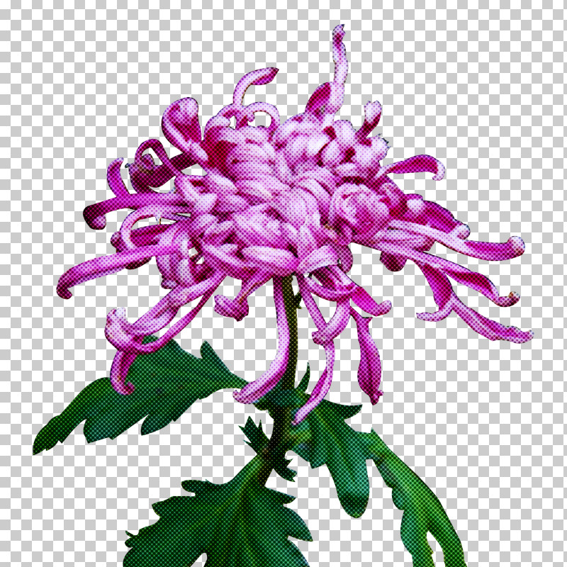 Flower Plant Purple Lilac Pink PNG, Clipart, Flower, Lilac, Petal, Pink, Plant Free PNG Download