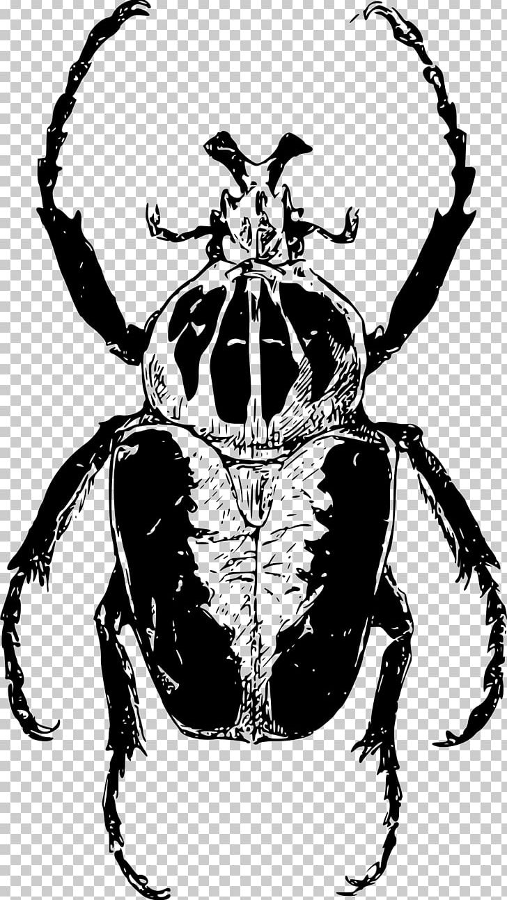 Atlas Beetle Goliathus PNG, Clipart, Animals, Art, Arthropod, Atlas Beetle, Beetle Free PNG Download