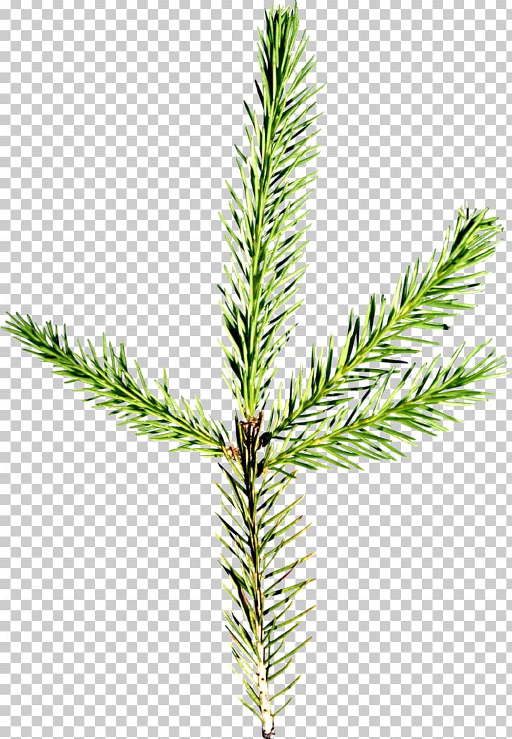 Spruce Pine Conifers Needle Fir PNG, Clipart, Branch, Conifer, Conifer Cone, Conifers, Evergreen Free PNG Download