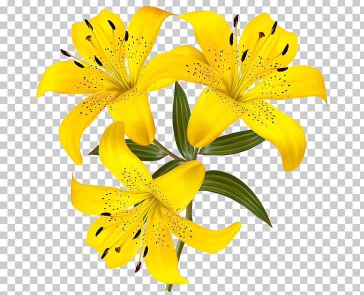 Tiger Lily Flower Yellow PNG, Clipart, Alstroemeriaceae, Arumlily, Calla Lily, Cut Flowers, Daylily Free PNG Download