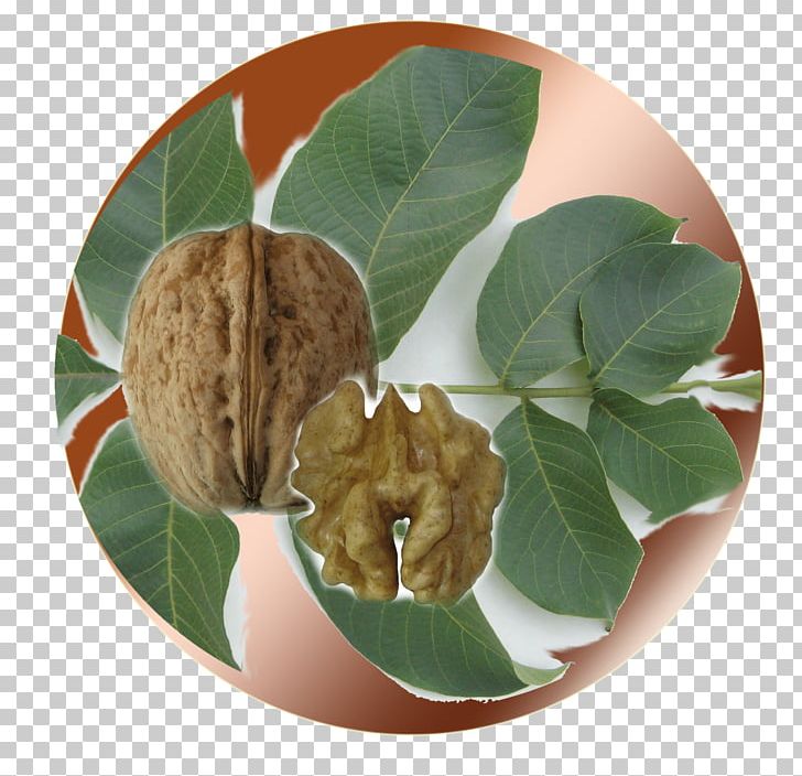 Walnut PNG, Clipart, Fruit Nut, Leaf, Superfood, Tree Nuts, Walnut Free PNG Download