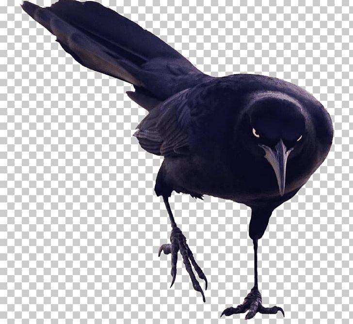 American Crow Bird New Caledonian Crow Rook PNG, Clipart, American Crow, Animals, Beak, Bird, Black Free PNG Download