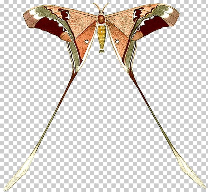 Butterfly Insect Moth Wing PNG, Clipart, Animal, Arthropod, Brush Footed Butterfly, Butterflies And Moths, Butterfly Free PNG Download