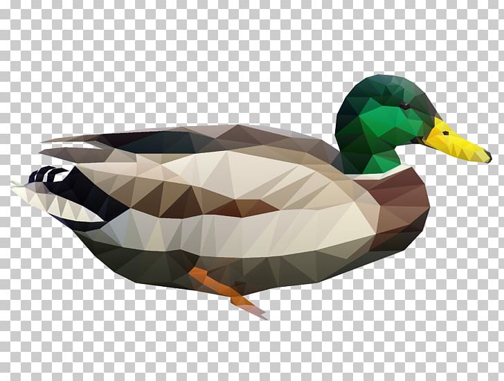 Mallard Duck Beak Feather PNG, Clipart, Animals, Beak, Bird, Duck, Ducks Geese And Swans Free PNG Download