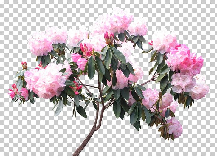 Rhododendron Woody Plant Flower White PNG, Clipart, Azalea, Blossom, Branch, Cherry Blossom, Color Free PNG Download