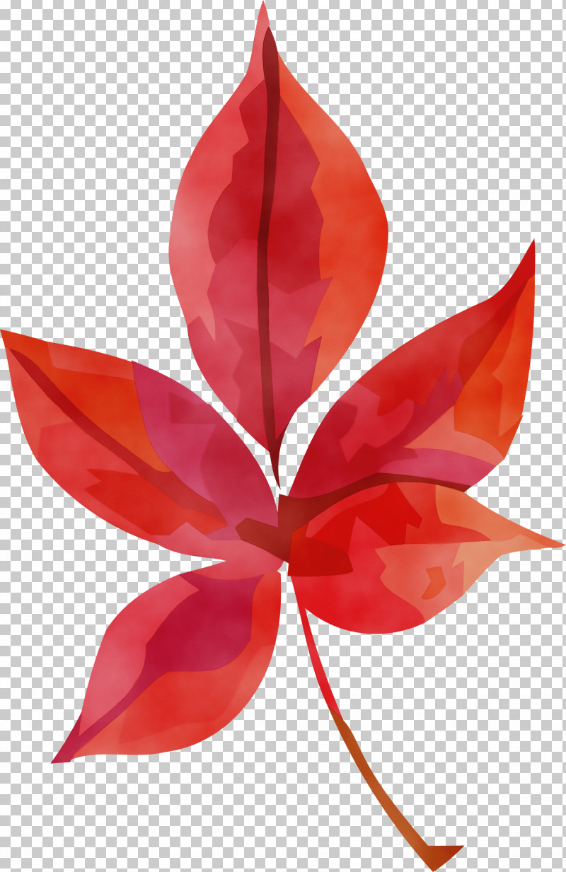 Leaf Petal Flower Biology Science PNG, Clipart, Biology, Flower, Leaf, Paint, Petal Free PNG Download