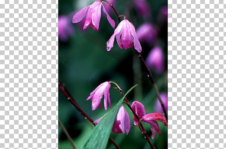 Annual Plant Spring Herbaceous Plant Purple Flowering Plant PNG, Clipart, Acer Palmatum Thunb, Annual Plant, Art, Flora, Flower Free PNG Download