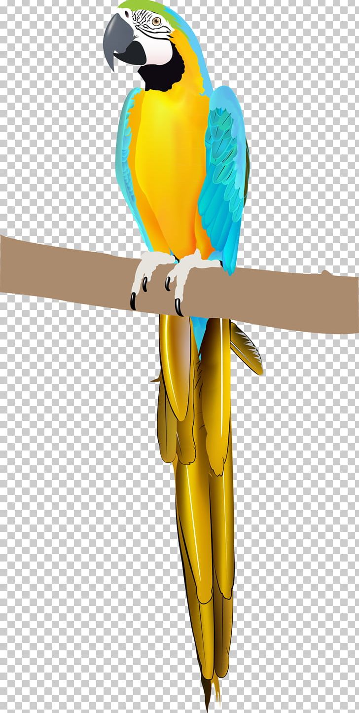 Parrot Bird Parakeet Macaw Vertebrate PNG, Clipart, Animal, Animals, Beak, Bird, Bird Supply Free PNG Download