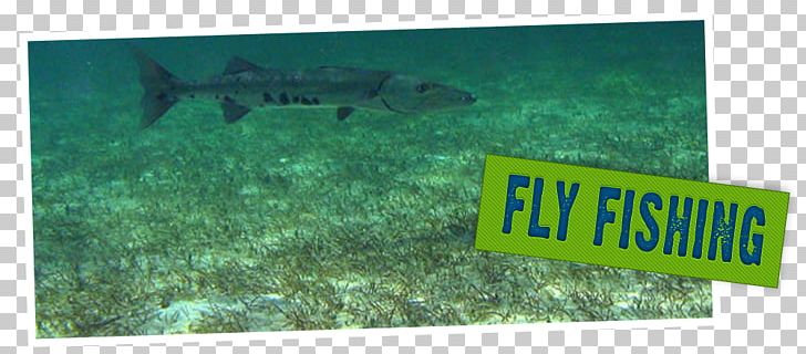 Recreational Fishing Fly Fishing Eleuthera Abaco Islands PNG, Clipart, Abaco Islands, Advertising, Bahamas, Brand, Deep Sea Free PNG Download