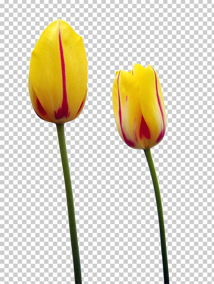 Tulip Time Festival Yellow Flower PNG, Clipart, Bright, Bud, Bulb, Common Sunflower, Flowering Plant Free PNG Download