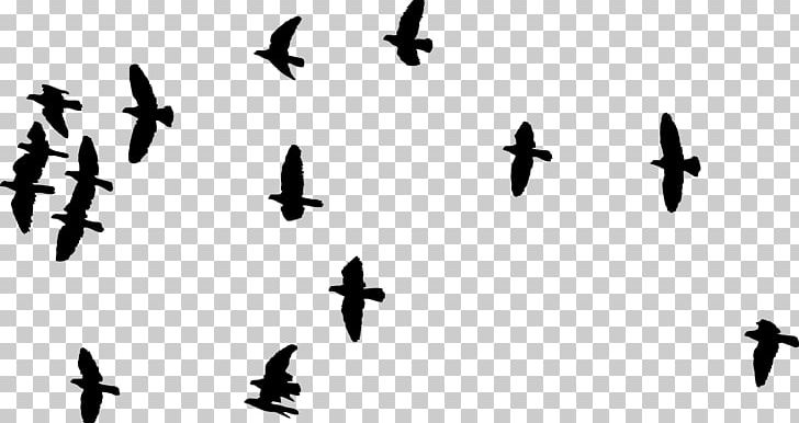 Bird Flight Flock PNG, Clipart, Angle, Animal Migration, Animals, Beak, Bird Free PNG Download
