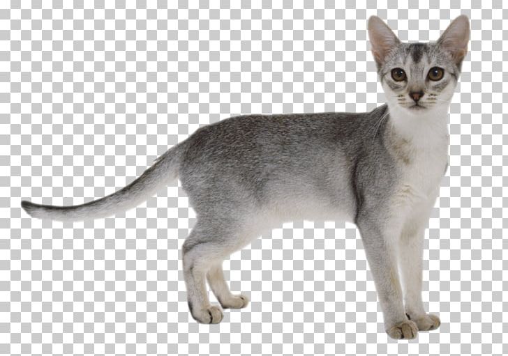 Cats PNG, Clipart, Cats Free PNG Download