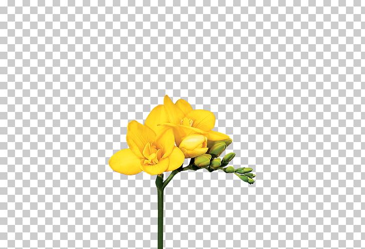 Cut Flowers Freesia Bulb Lilium PNG, Clipart, Arumlily, Bulb, Calla Lily, Corm, Cut Flowers Free PNG Download