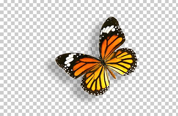 Monarch Butterfly PNG, Clipart, Animal, Brush Footed Butterfly, Butterflies, Butterfly Group, Information Free PNG Download
