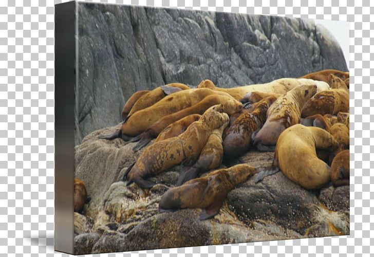 Sea Lion Fauna Wildlife Snout PNG, Clipart, Animals, Fauna, Lion, Mammal, Marine Mammal Free PNG Download