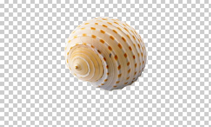 Sea Snail Seashell Orthogastropoda PNG, Clipart, Beach, Cartoon Conch, Computer, Conch, Conch Blowing Free PNG Download