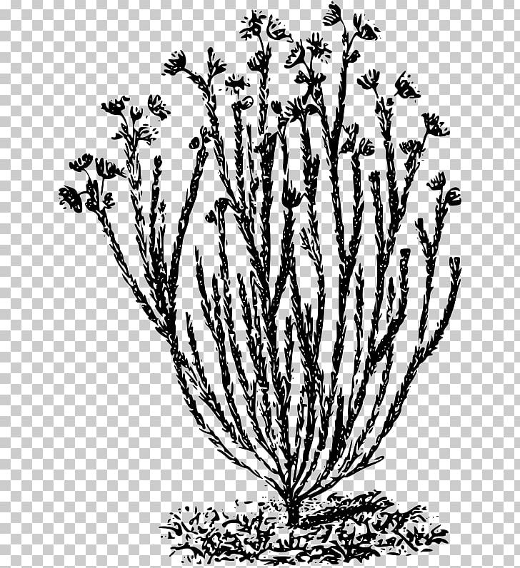 Euryops Dacrydioides Computer Icons PNG, Clipart, Africa, Black And White, Branch, Building, Commodity Free PNG Download