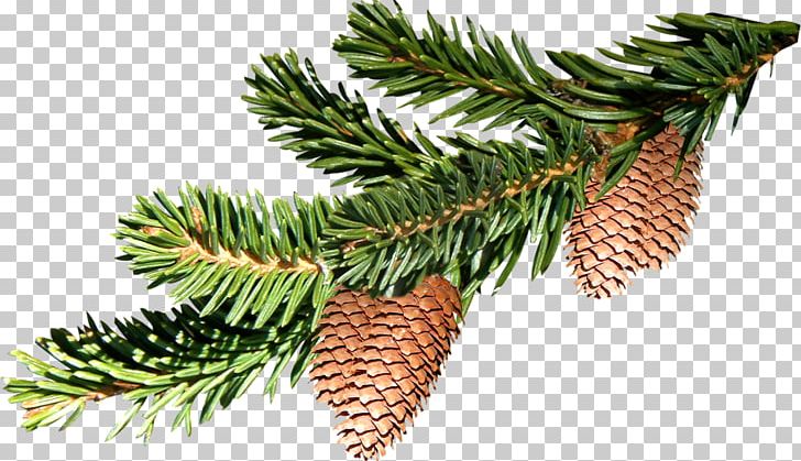 Pine Fir Tree PNG, Clipart, 1000000, Branch, Christmas, Christmas Ornament, Concepteur Free PNG Download