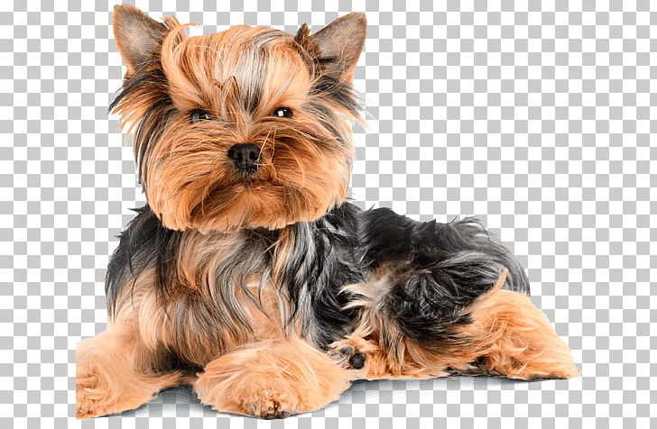 Yorkshire Terrier Puppy Pug French Bulldog Pet PNG, Clipart, Animal, Animals, Biewer Terrier, Breed, Carnivoran Free PNG Download