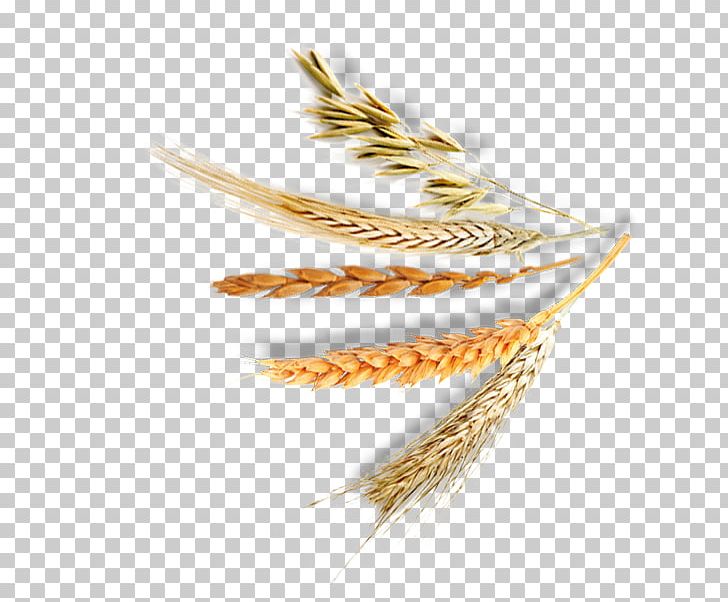 Emmer Einkorn Wheat Cereal Crispbread Whole Grain PNG, Clipart,  Free PNG Download