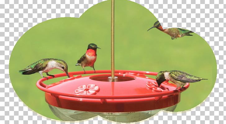 Hummingbird Bird Feeders Wild Birds Unlimited Bird Feeding PNG, Clipart, Beak, Bird, Bird Feeder, Bird Feeders, Bird Feeding Free PNG Download