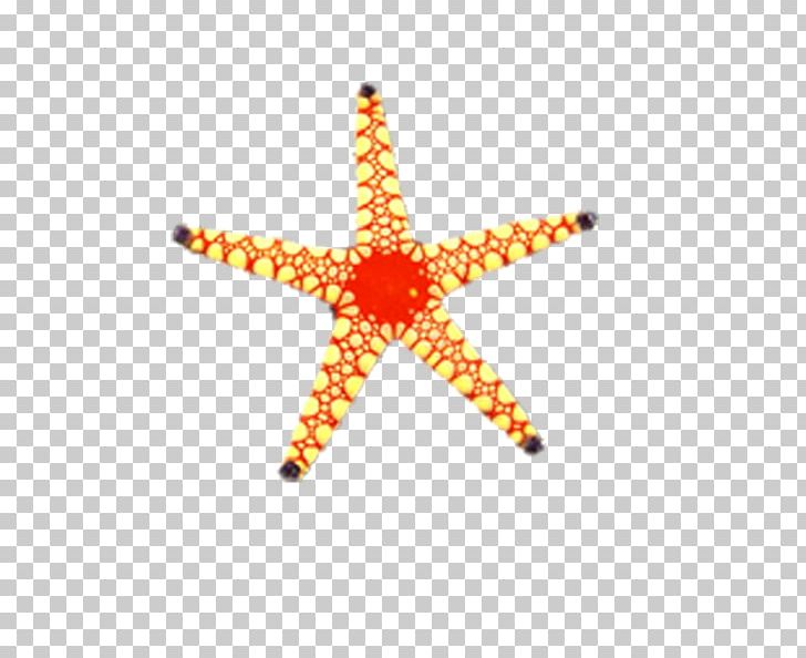 Starfish PNG, Clipart, Animals, Beach, Beautiful, Cartoon Starfish, Chemical Element Free PNG Download