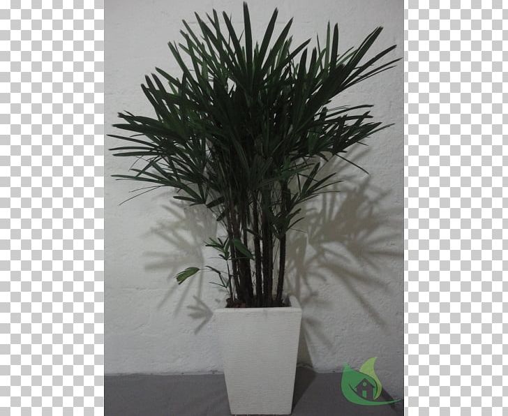 Arecaceae Flowerpot Houseplant Tree PNG, Clipart, Arecaceae, Arecales, Bromelia, Evergreen, Flowerpot Free PNG Download