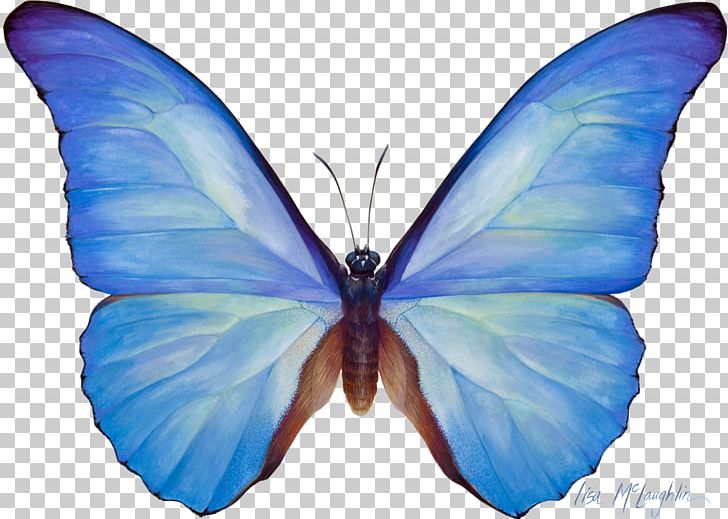 Butterfly Watercolor Painting Sepanta Telegram PNG, Clipart, Blue, Blue Butterfly, Bombycidae, Brush Footed Butterfly, Butterfly Free PNG Download
