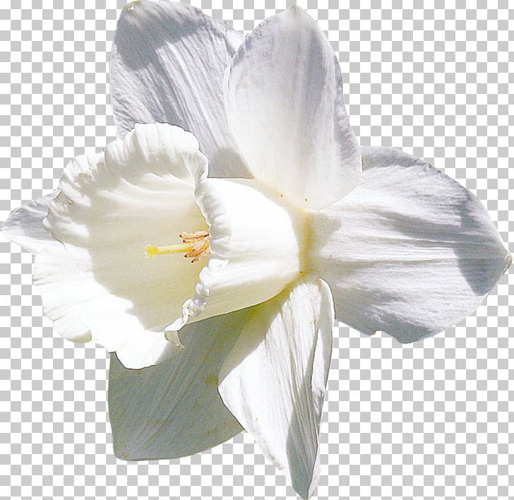 Daffodil White Flower PNG, Clipart, Amaryllis Belladonna, Amaryllis Family, Ansichtkaart, Color, Daffodil Free PNG Download