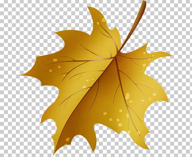 Maple Leaf PNG, Clipart, Leaf, Maple Leaf, Plant, Tree Free PNG Download