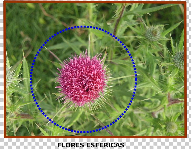 Mathematics Nature Geometry Flora Geometric Shape PNG, Clipart, 2016, Flora, Flower, Flowering Plant, Geogebra Free PNG Download