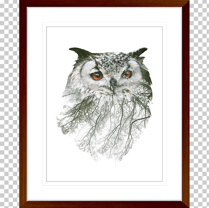 Owl Stock Photography Wall Decal PNG, Clipart, Animals, Art, Beak, Be Born, Bird Free PNG Download