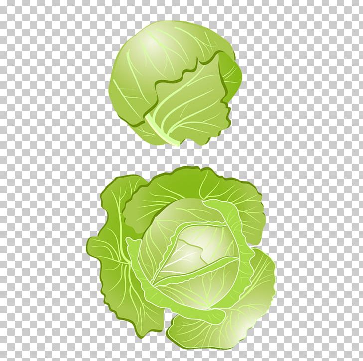 Red Cabbage Vegetable PNG, Clipart, Brassica Oleracea, Cabbage, Cabbage Leaves, Cabbage Roses, Cartoon Free PNG Download