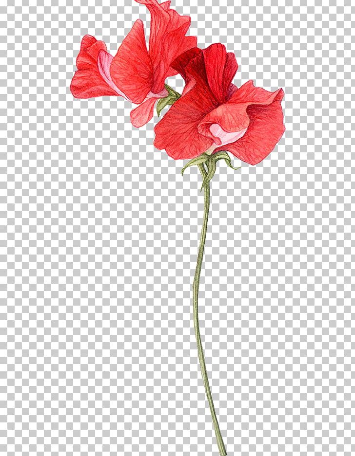 Sweet Pea Drawing Flowers Watercolor Painting PNG, Clipart, Art, Artificial Flower, Botanical Illustration, Coloring Book, Cut Flowers Free PNG Download