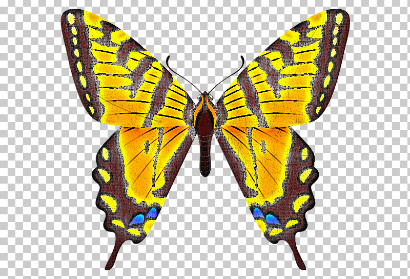 Moths And Butterflies Butterfly Cynthia (subgenus) Insect Papilio Machaon PNG, Clipart, Animal Figure, Brushfooted Butterfly, Butterfly, Cynthia Subgenus, Emperor Moths Free PNG Download