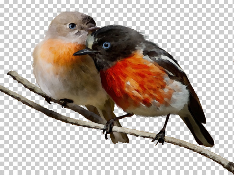 Birds Finches European Robin American Robin Old World Flycatchers PNG, Clipart, American Robin, Beak, Birds, Common Nightingale, Domestic Canary Free PNG Download