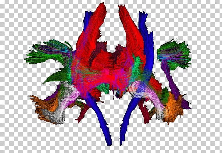 Neuroimaging Macaw Magnetic Resonance Imaging Feather Structure PNG, Clipart, Art, Beak, Bird, Feather, Fictional Character Free PNG Download