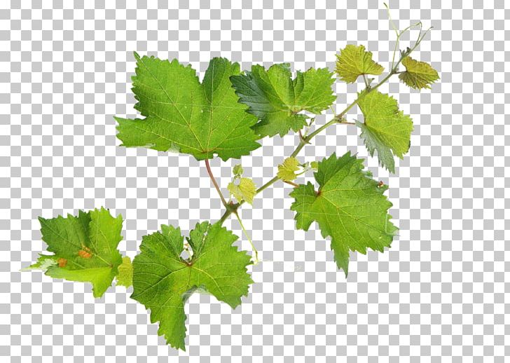 Organic Farming Common Grape Vine Herbicide Insecticide Agriculture PNG, Clipart, Branch, Cellar, Common Grape Vine, Fertilisers, Fungicide Free PNG Download