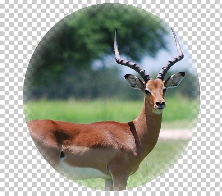 Impala Gemsbok Deer Hartebeest Wildebeest PNG, Clipart, Animal, Animals, Antelope, Antler, Blesbok Free PNG Download
