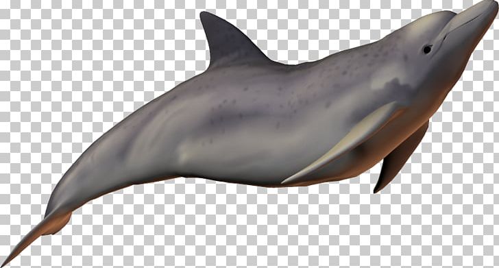River Dolphin Baiji Bottlenose Dolphin PNG, Clipart, Animal, Animals, Baiji, Bottlenose Dolphin, Common Bottlenose Dolphin Free PNG Download