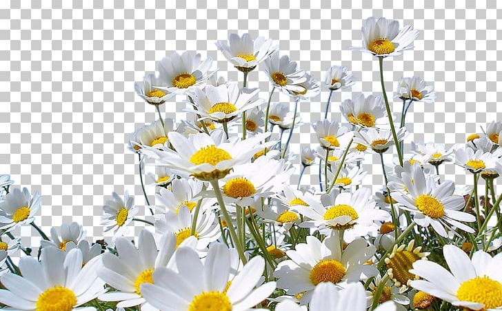 Flower Nature Desktop Common Daisy PNG, Clipart, Annual Plant, Camomile, Cha, Chrysanths, Com Free PNG Download