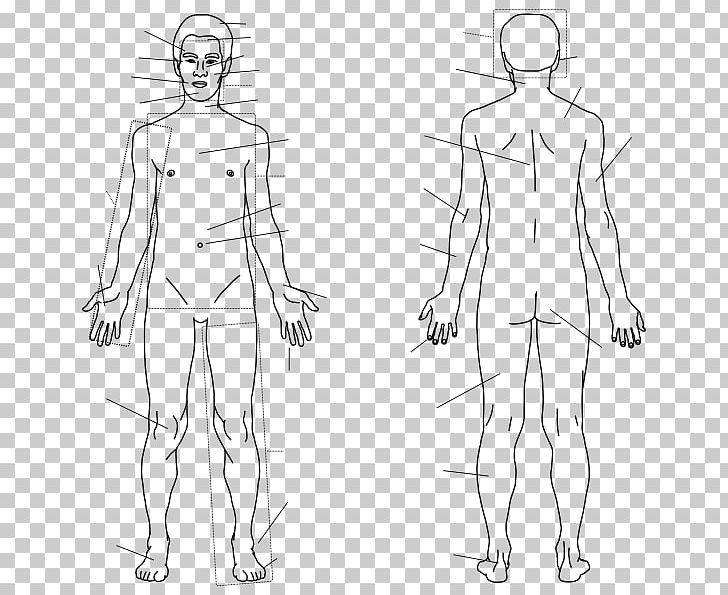 Finger Homo Sapiens Human Body Sketch PNG, Clipart, Abdomen, Angle, Arm, Back, Chest Free PNG Download