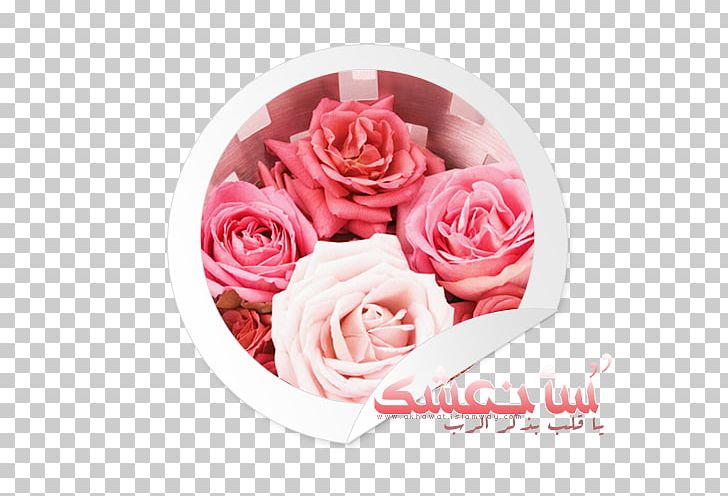 Garden Roses Cut Flowers PNG, Clipart, Ansichtkaart, Chinchilla, Cut Flowers, Desktop Wallpaper, Floral Design Free PNG Download