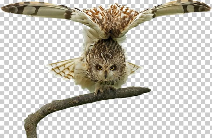 Owl Bird Eagle PNG, Clipart, Animal, Animals, Bald Eagle, Beak, Bird Free PNG Download